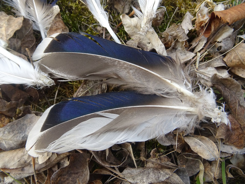 penne di Anas Platyrhynchos (Germano reale) - Anatidae